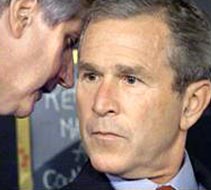 Bush